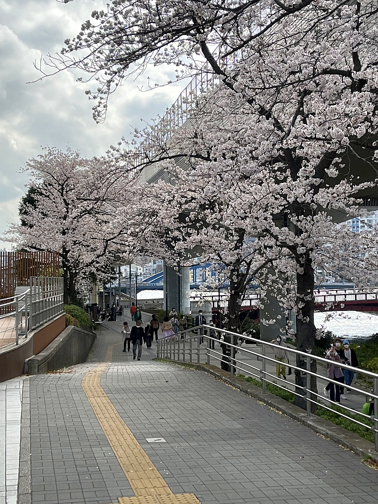 墨田区役所の桜